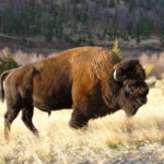 BULL BISON