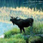 Big Bull Moose-Sylvan-1