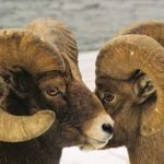 Big Horn Sheep