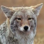 Coyote