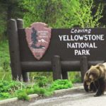 Grizzlies leaving Ye#19849B