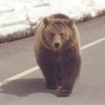 Grizzly on Road